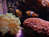Saltwater fish & corals