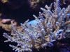 Saltwater fish & Corals