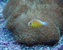 Clownfish on Hairy Mushroom Colony