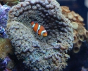 Clownfish in a Pagoda Cup Coral