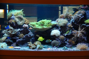 Front view of a 60x48x30 reef aquarium