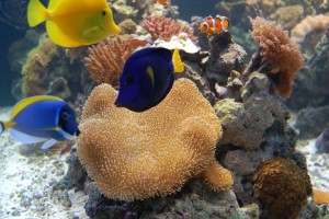 Tangs being inquisitive in a 260 gallon custom reef aquarium